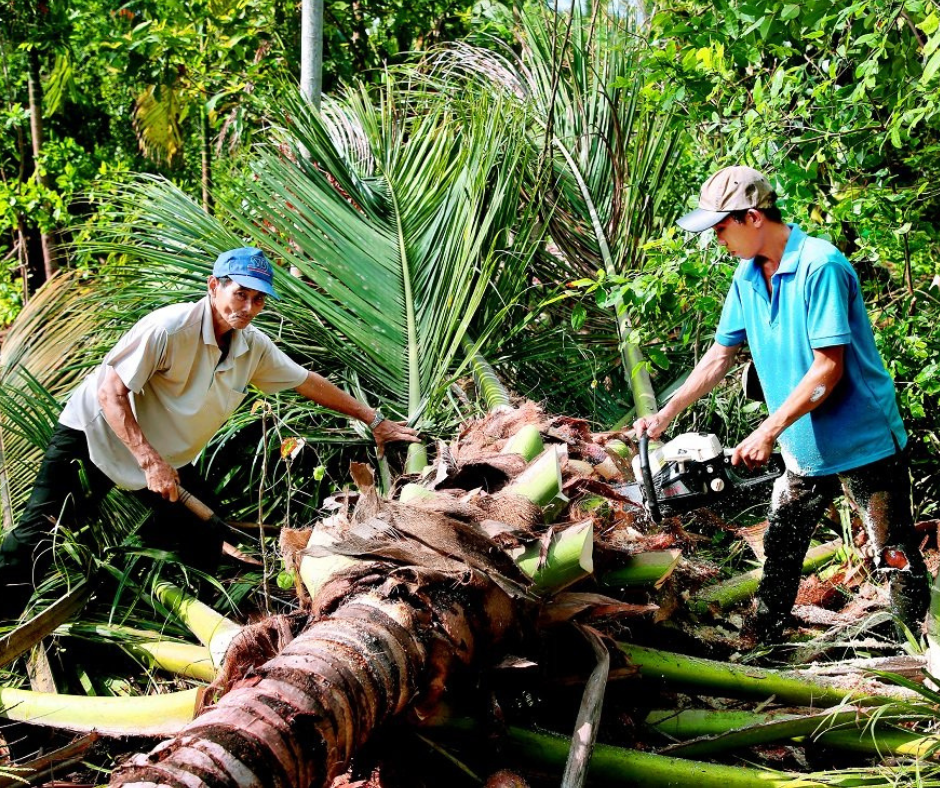 THU MUA CỦ HỦ DỪA - DỪA BỨNG