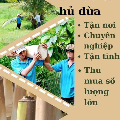 THU MUA CỦ HỦ DỪA