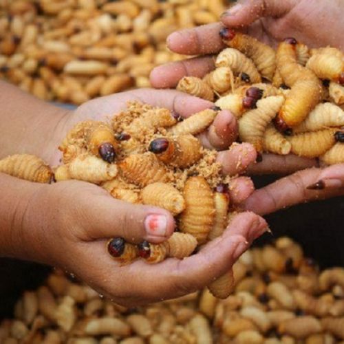 Đuôn dừa Bến Tre