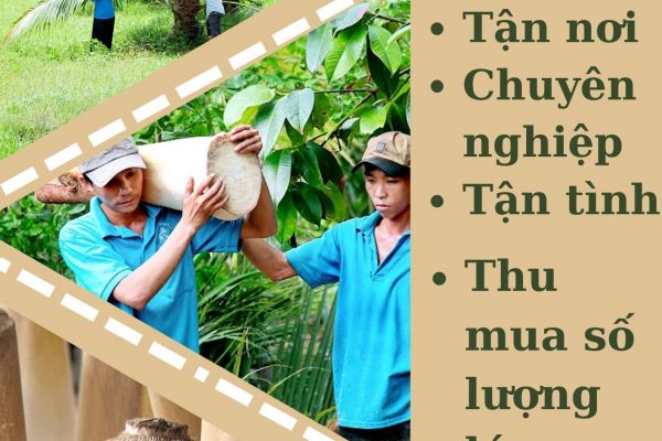 THU MUA CỦ HỦ DỪA