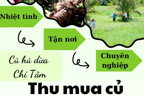 THU MUA CỦ HỦ DỪA