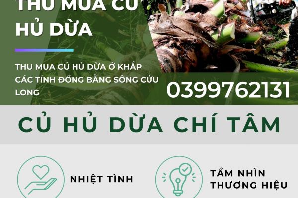 THU MUA CỦ HỦ DỪA