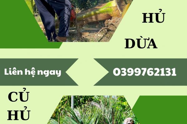 THU MUA CỦ HỦ DỪA
