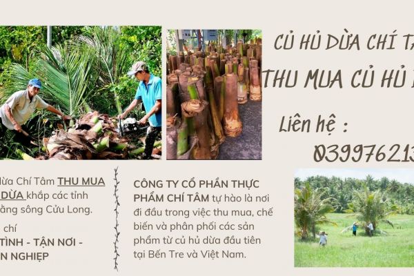 THU MUA CỦ HỦ DỪA