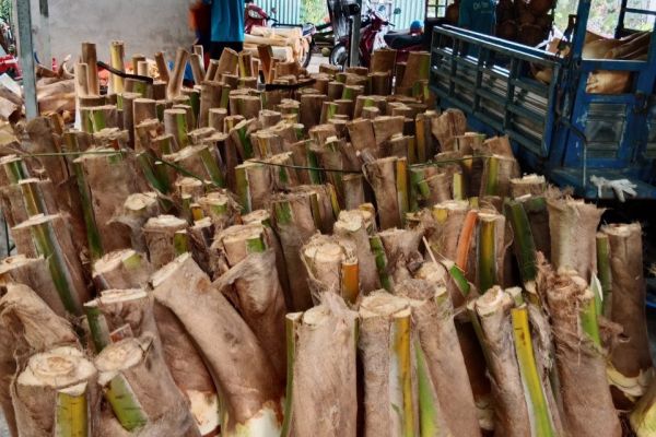 NGUỒN CỦ HỦ DỪA ĐƯỢC CHẾ BIẾN VÀ SẢN XUẤT TẠI MỘT SỐ CƠ SỞ HIỆN NAY TỪ ĐÂU MÀ CÓ?