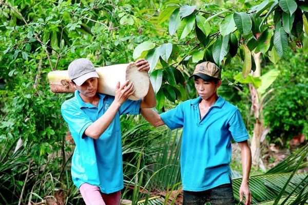 LỢI NHUẬN TRỒNG DỪA BÁN CỦ HỦ