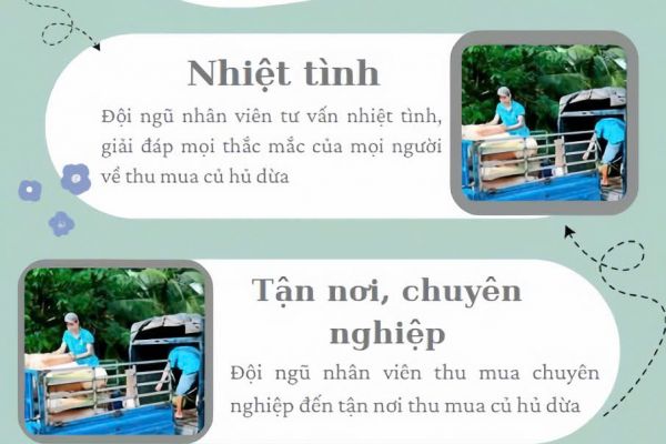 THU MUA CỦ HỦ DỪA