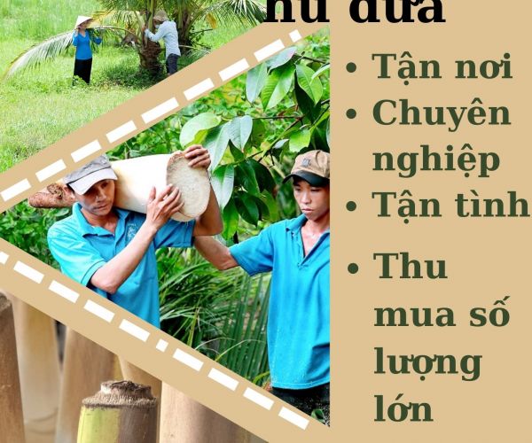 THU MUA CỦ HỦ DỪA
