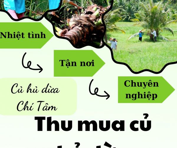 THU MUA CỦ HỦ DỪA