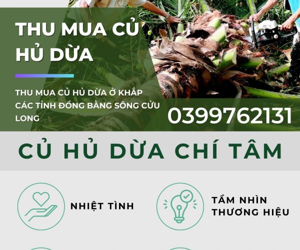 THU MUA CỦ HỦ DỪA