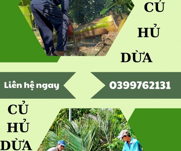 THU MUA CỦ HỦ DỪA