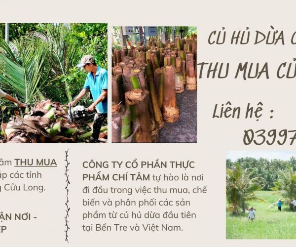 THU MUA CỦ HỦ DỪA