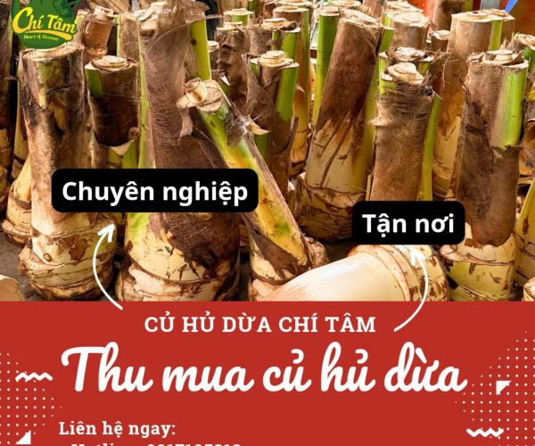 Thu mua củ hủ dừa