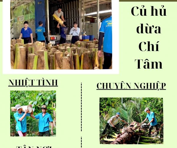 THU MUA CỦ HỦ DỪA