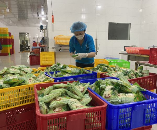 Giới thiệu quy trình chế biến củ hủ dừa tại Chí Tâm