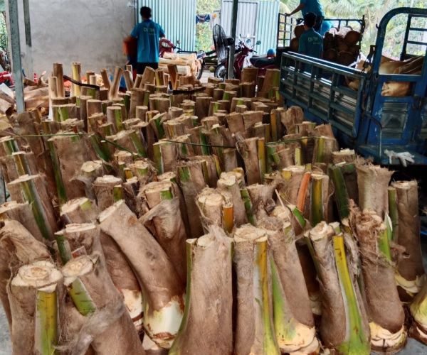 NGUỒN CỦ HỦ DỪA ĐƯỢC CHẾ BIẾN VÀ SẢN XUẤT TẠI MỘT SỐ CƠ SỞ HIỆN NAY TỪ ĐÂU MÀ CÓ?