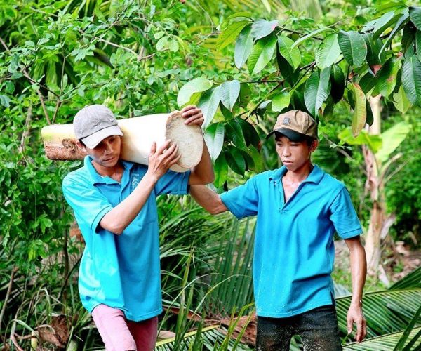 LỢI NHUẬN TRỒNG DỪA BÁN CỦ HỦ