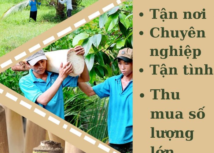 THU MUA CỦ HỦ DỪA