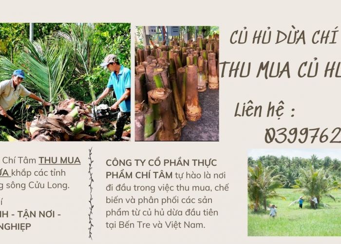 THU MUA CỦ HỦ DỪA