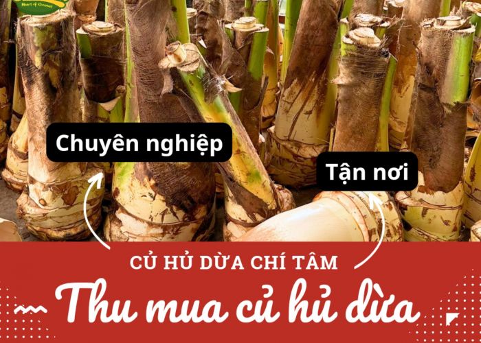 Thu mua củ hủ dừa