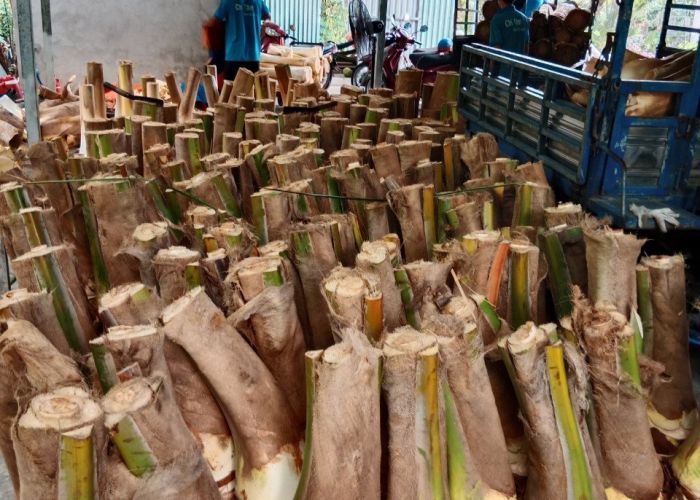 NGUỒN CỦ HỦ DỪA ĐƯỢC CHẾ BIẾN VÀ SẢN XUẤT TẠI MỘT SỐ CƠ SỞ HIỆN NAY TỪ ĐÂU MÀ CÓ?