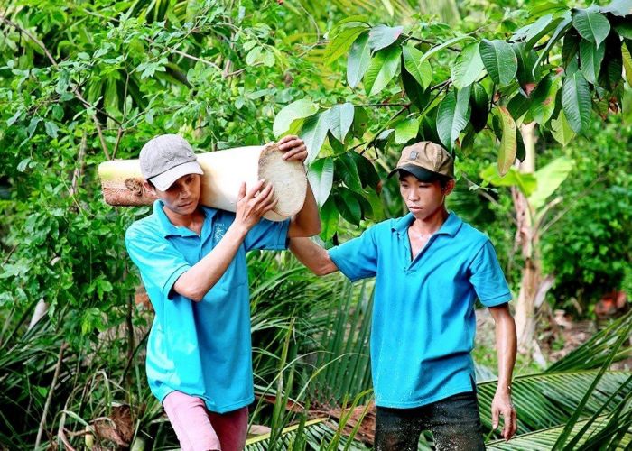 LỢI NHUẬN TRỒNG DỪA BÁN CỦ HỦ