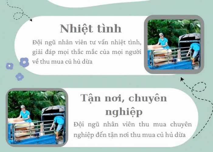 THU MUA CỦ HỦ DỪA