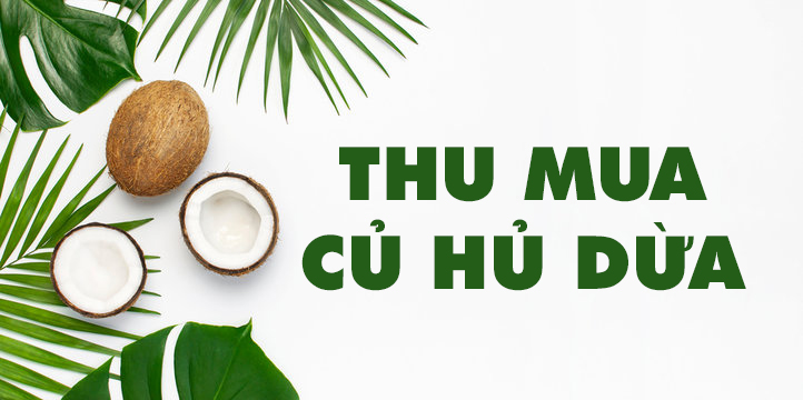 Thu Mua Củ Hủ Dừa