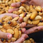 Đuôn dừa Bến Tre