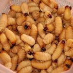 Đuôn dừa Bến Tre