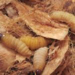 Đuôn dừa Bến Tre