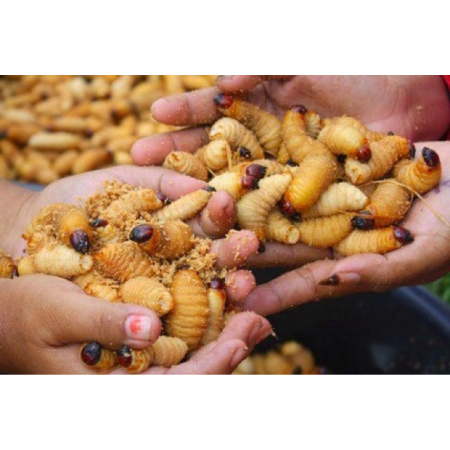 Đuôn dừa Bến Tre