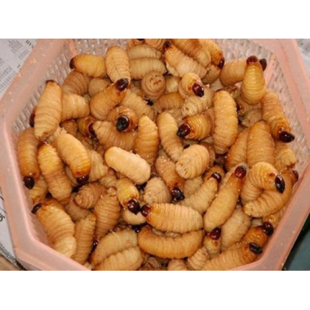 Đuôn dừa Bến Tre