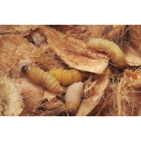 Đuôn dừa Bến Tre